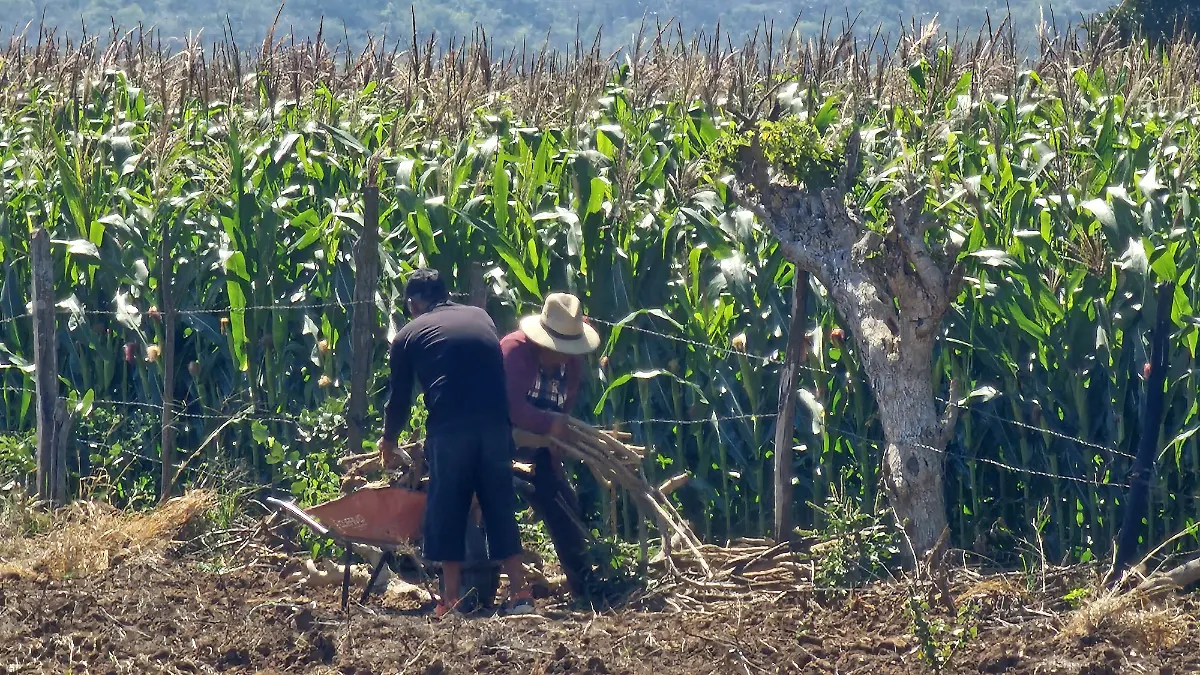 Maíz productores agricultura crisis Chiapas
