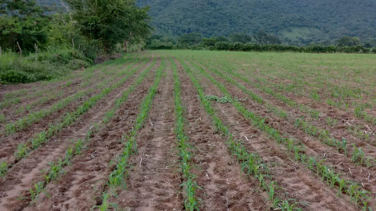 Maíz productores agricultura crisis Chiapas