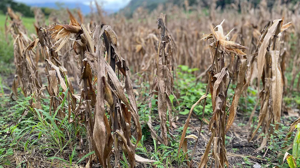 Maíz productores agricultura crisis Chiapas