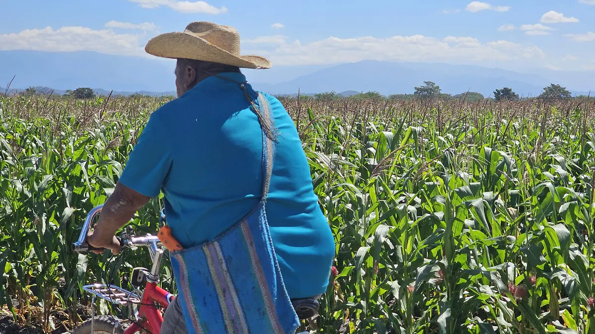 Maíz productores agricultura crisis Chiapas
