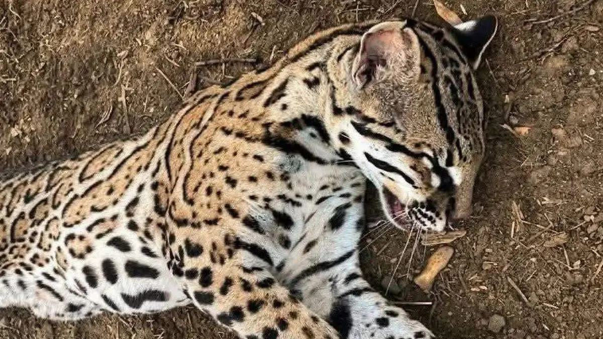 WhatsApp Image 2026-03-31 at 7.35.50 AM