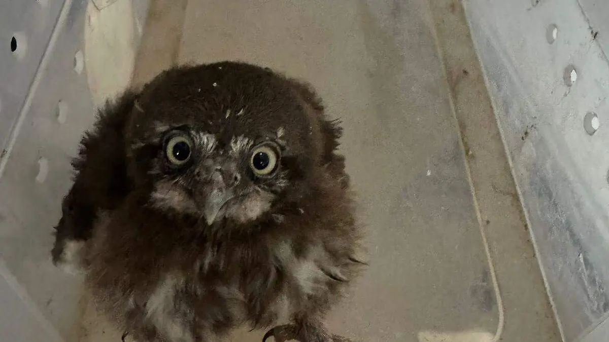 WhatsApp Image 2026-04-01 at 5.18.00 PM