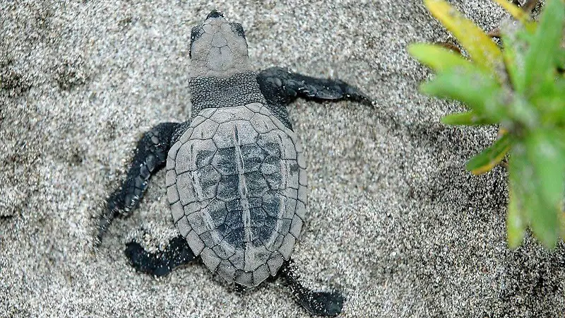 Una de las especies en riesgo es la tortuga 