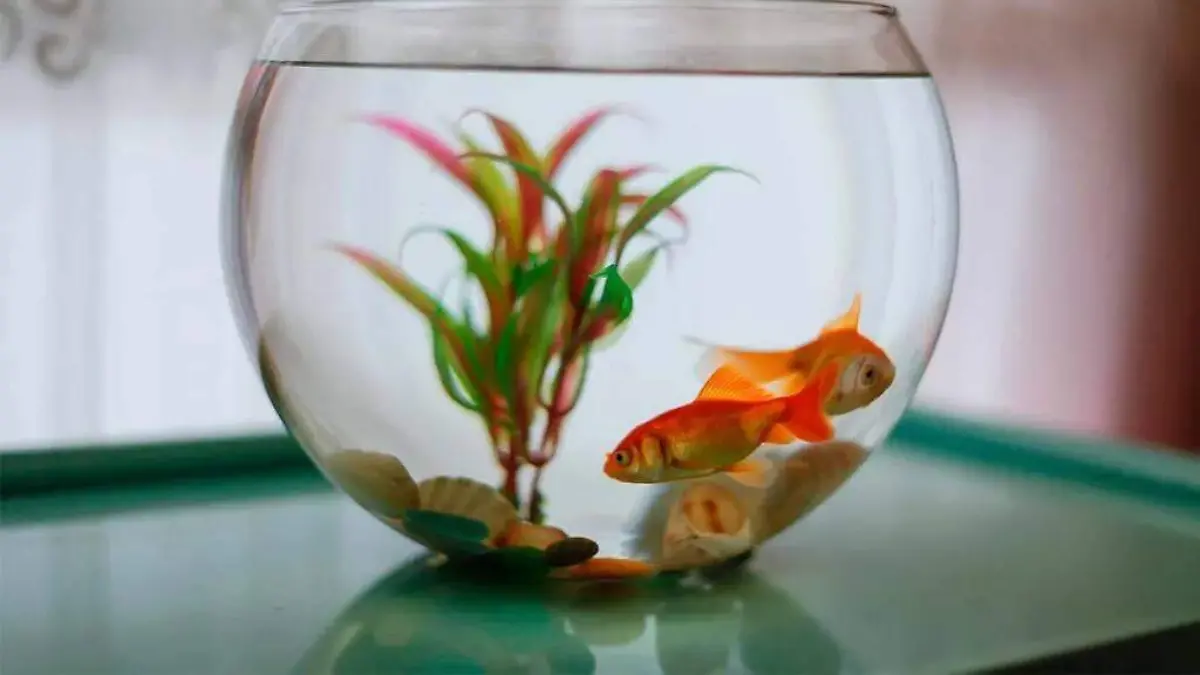 Los-10-mandamientos-para-un-acuario-saludable