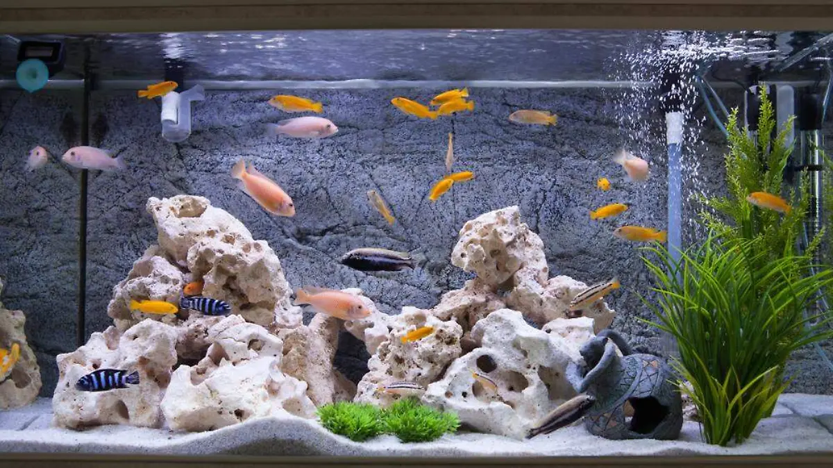 Acuario