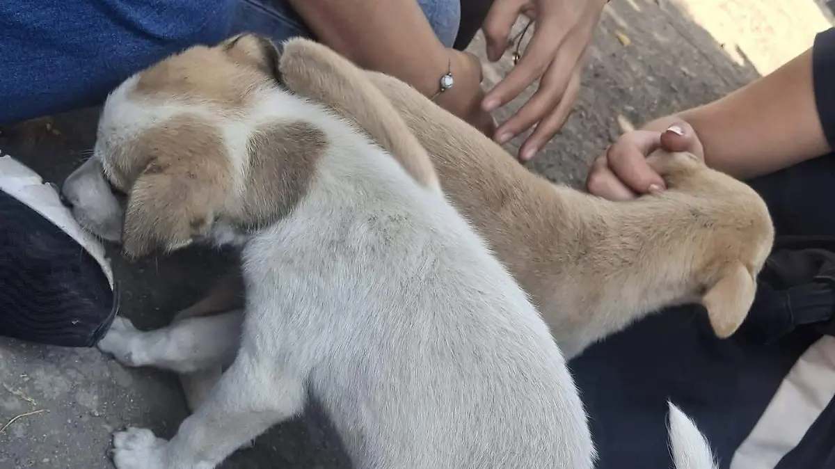 perros