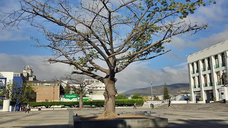 presencia municipal