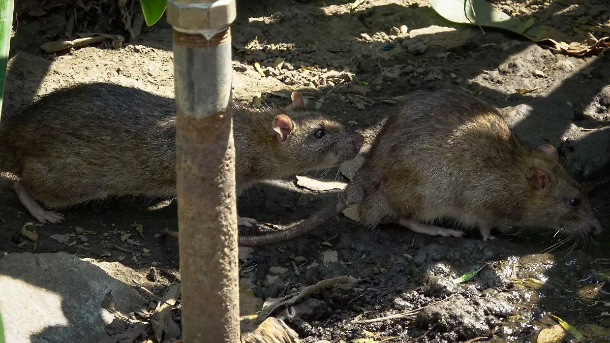 1067761_Plaga ratas Paseo de la Reforma_web
