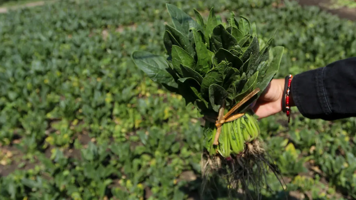 751878_Chinamperos Xochimilco Servicio Domicilio_impreso