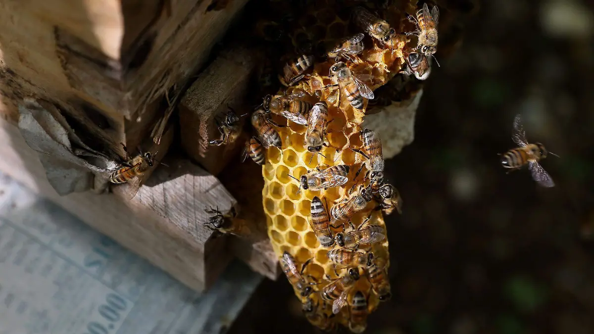 815537_Día Mundial de la Abeja Apicultura_impreso