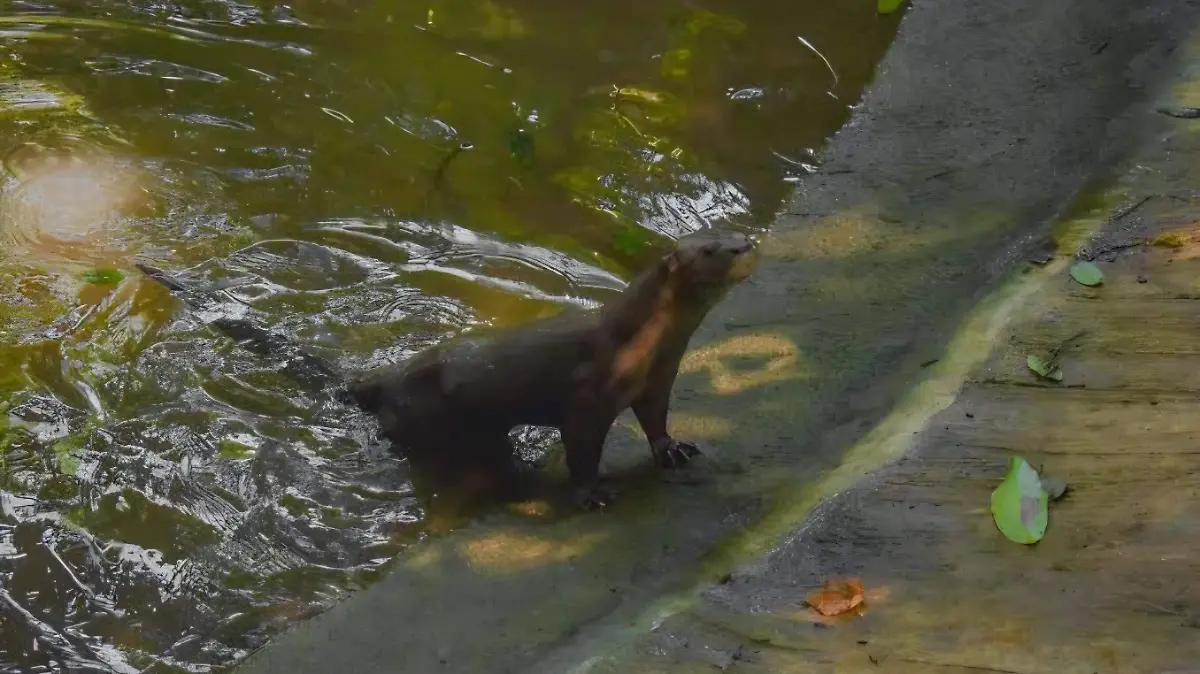 Zoológico nutrias ZooMAT Tuxtla Gutiérrez