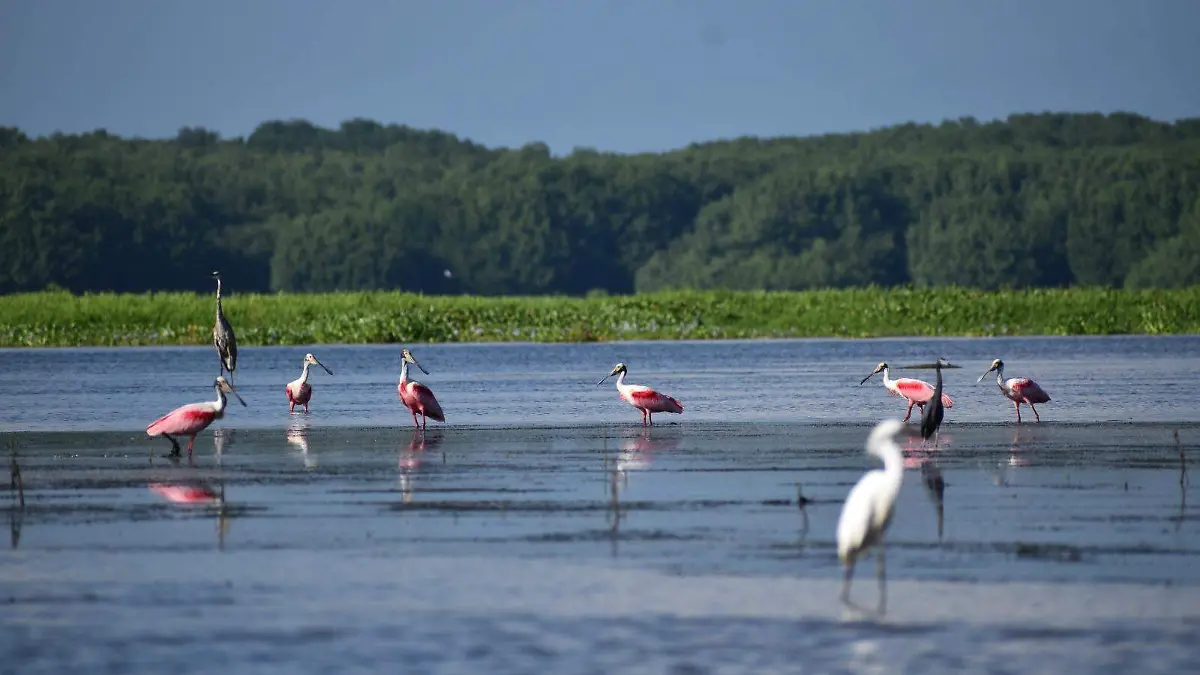 Reserva La Encrucijada manglares restauración UNESCO CONANP Chiapas