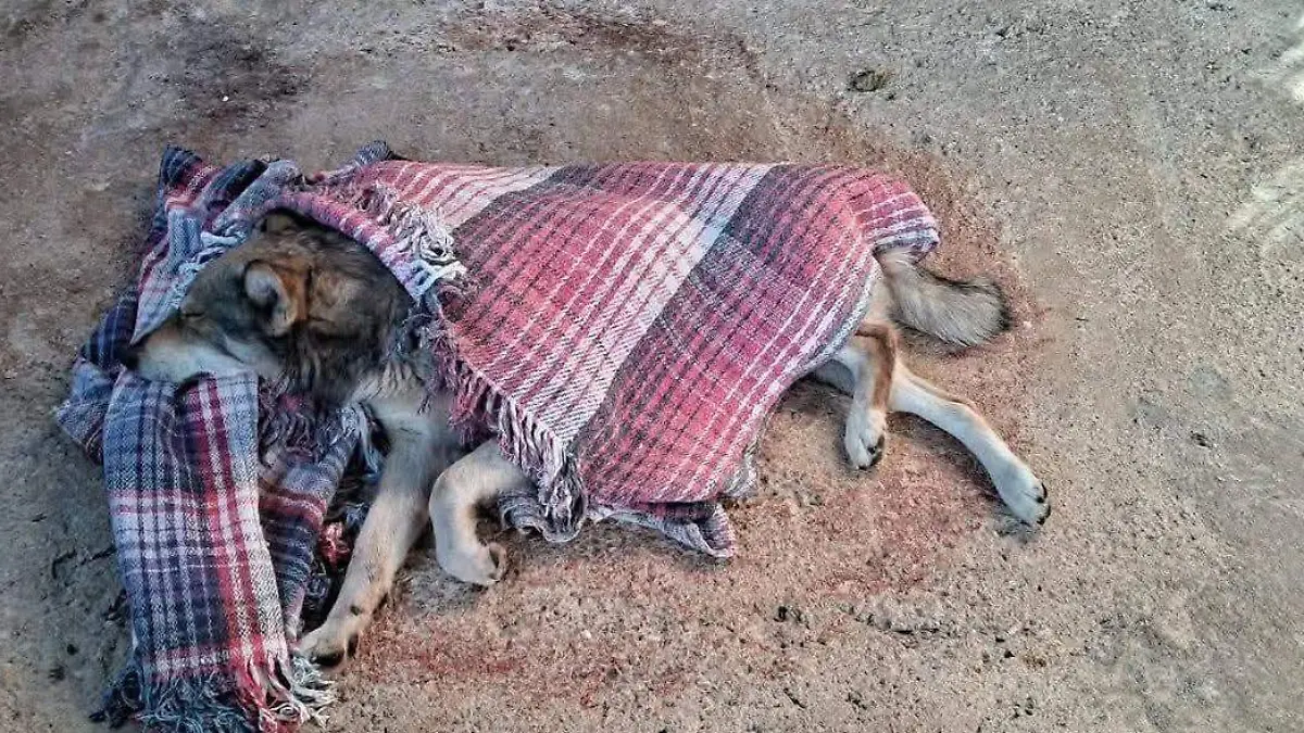 WhatsApp Image 2026-04-17 at 4.17.50 PM