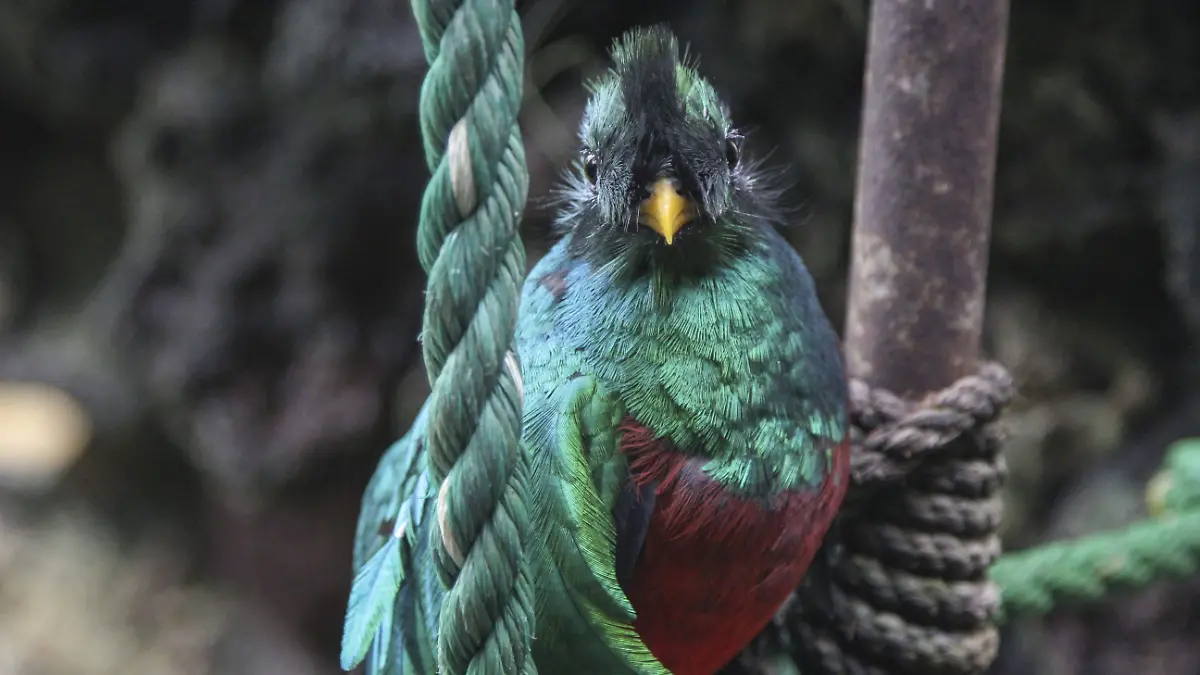 469699_Aviario El Nido-Dia del Quetzal_impreso
