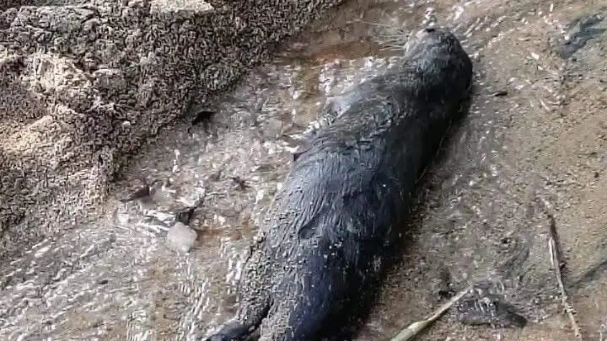 WhatsApp Image 2026-04-18 at 09.51.27