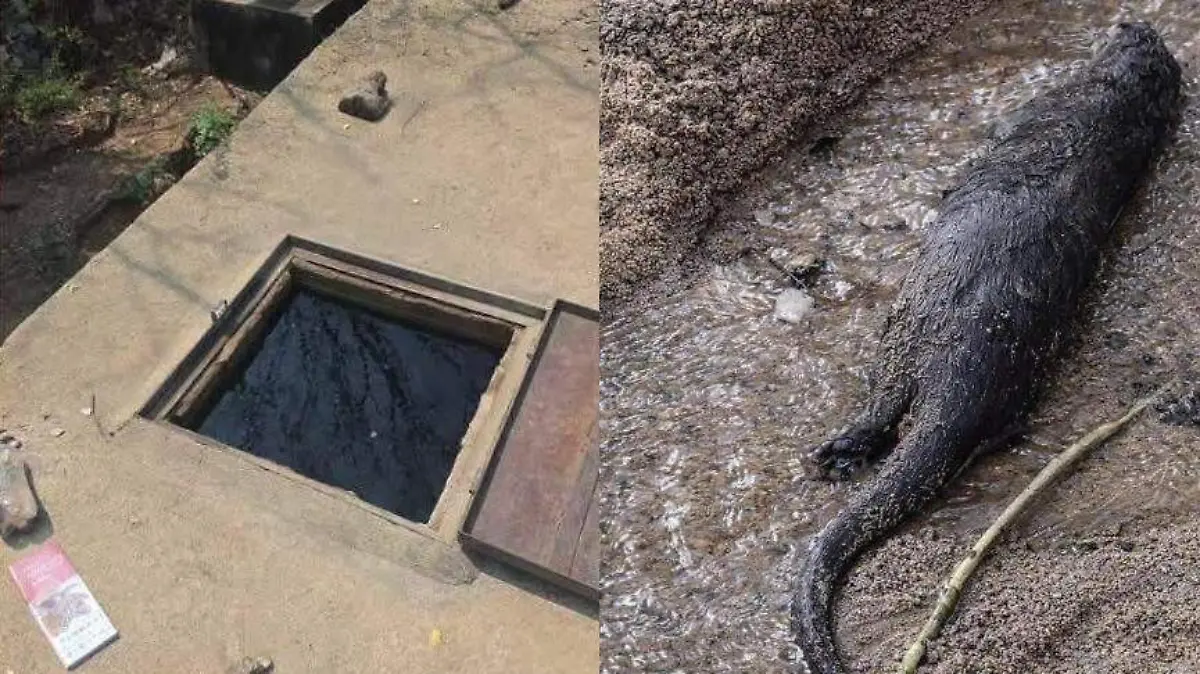 WhatsApp Image 2026-04-20 at 11.26.02