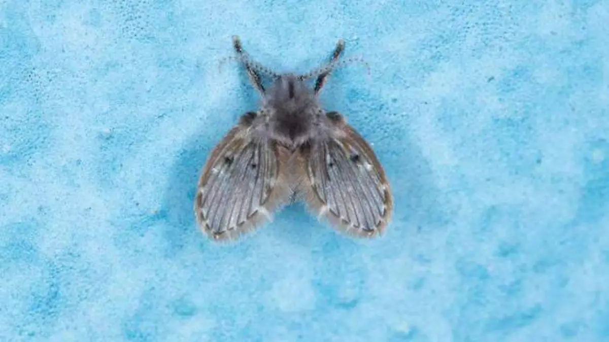insecto
