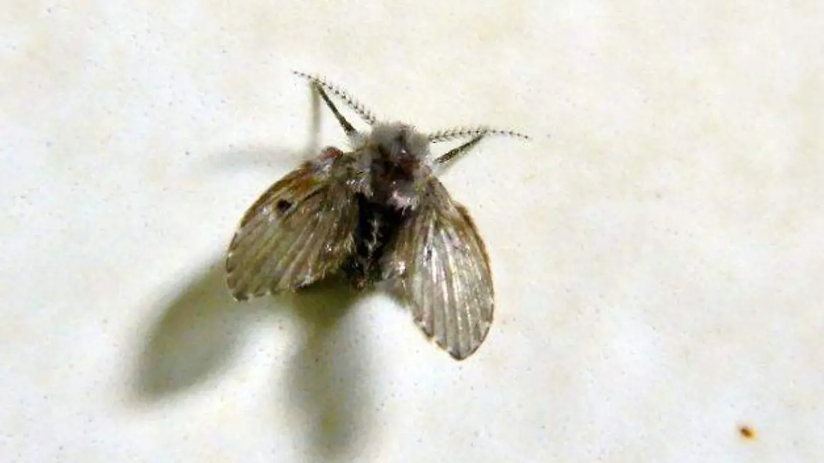 psychodidae-w-commons-900