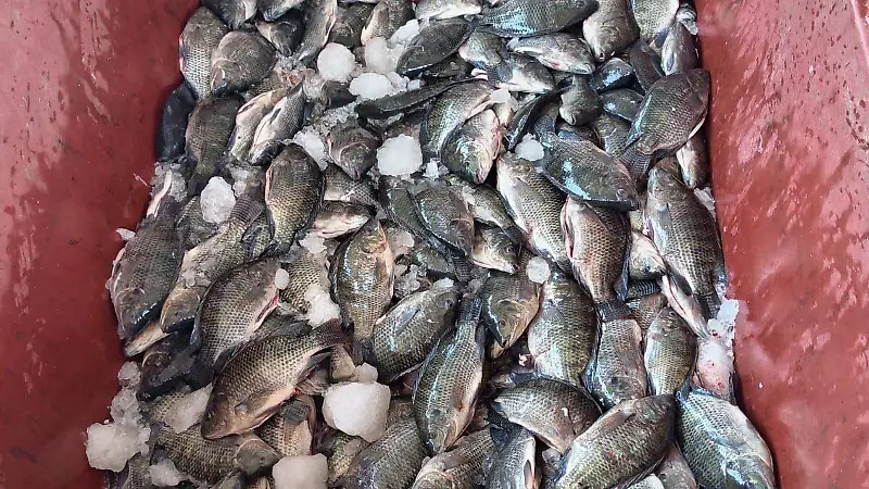 Mojarra