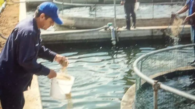 Granjas de tilapia debe mejorar sistemas de producción 