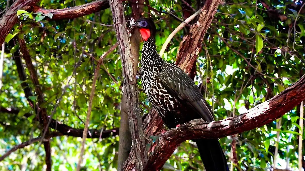 Ejemplares de Chiapas historia zoológico