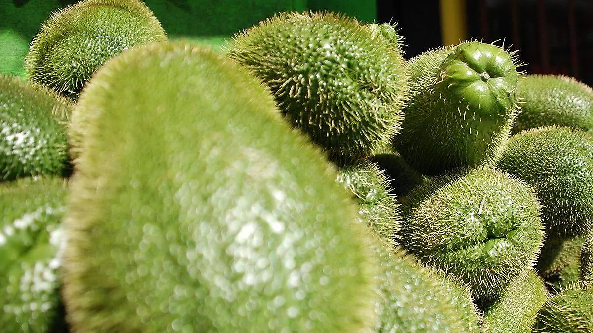 Sechium_edule_chayote_espinas_2