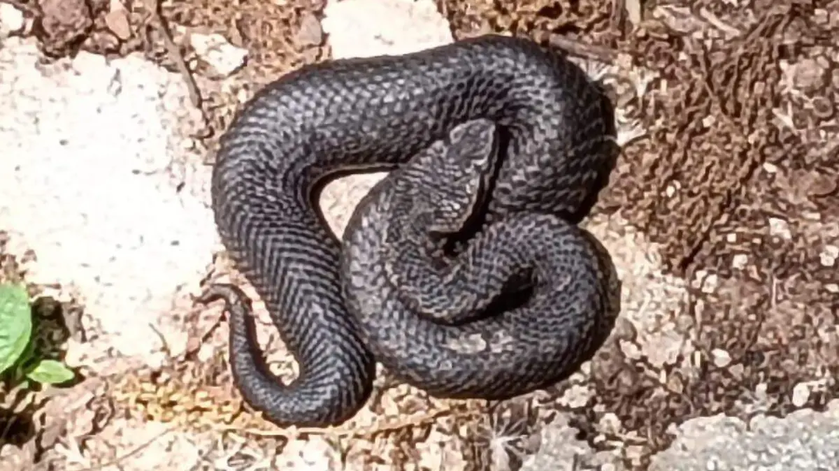 Serpiente