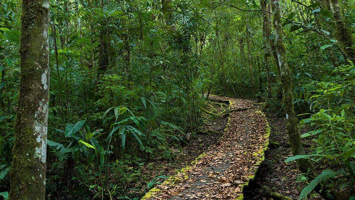 selva-lacandona