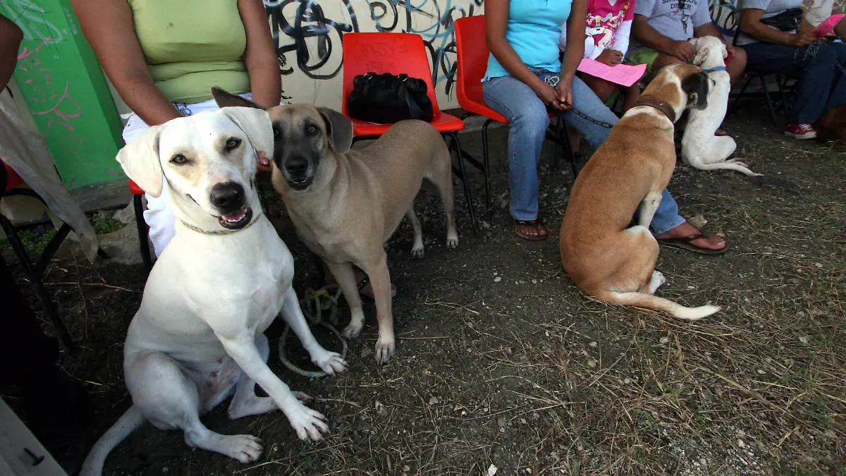 275929_Campaña Vacunacion Animal_impreso