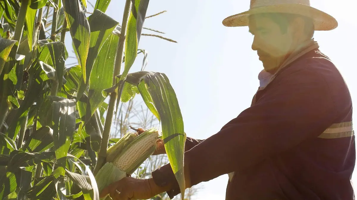 Agricultura