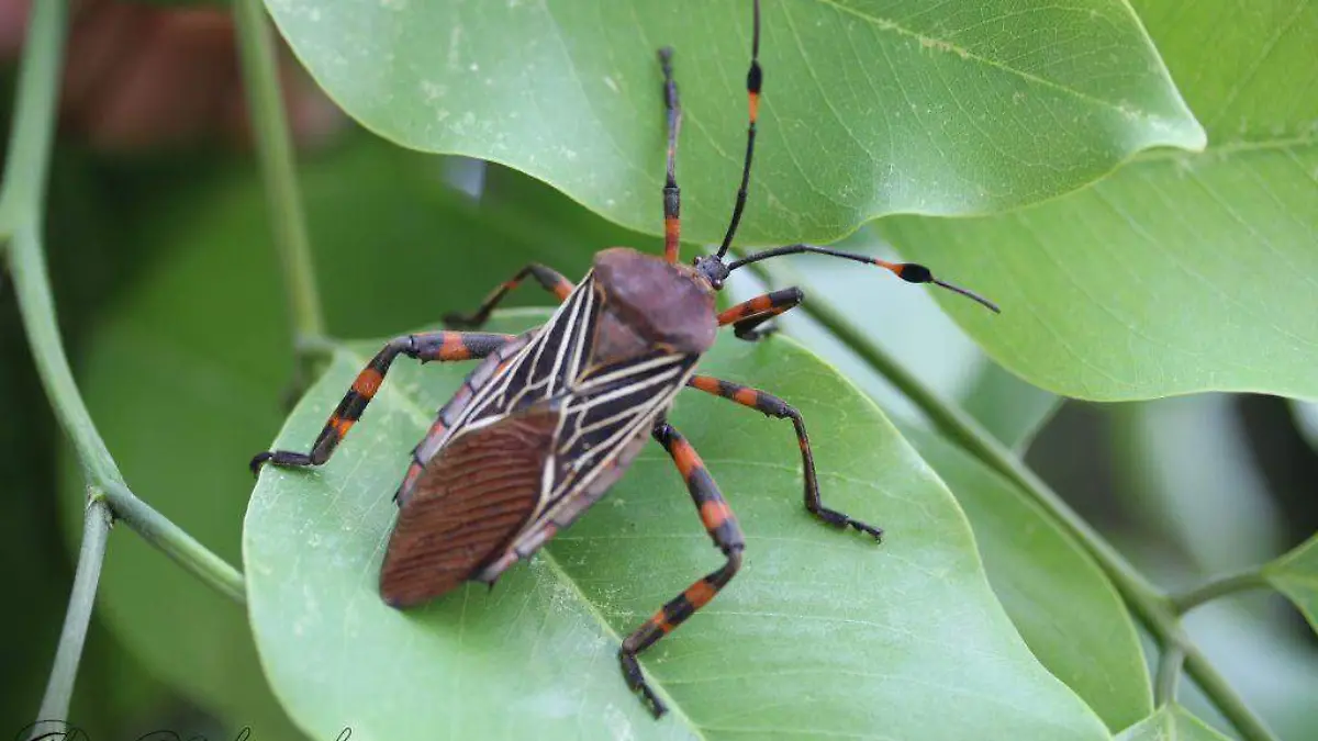Thasus-gigas