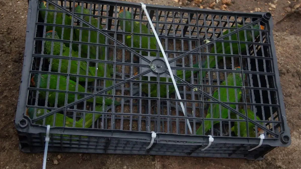 Decomiso de loros en Chiapas santuario Los Robles