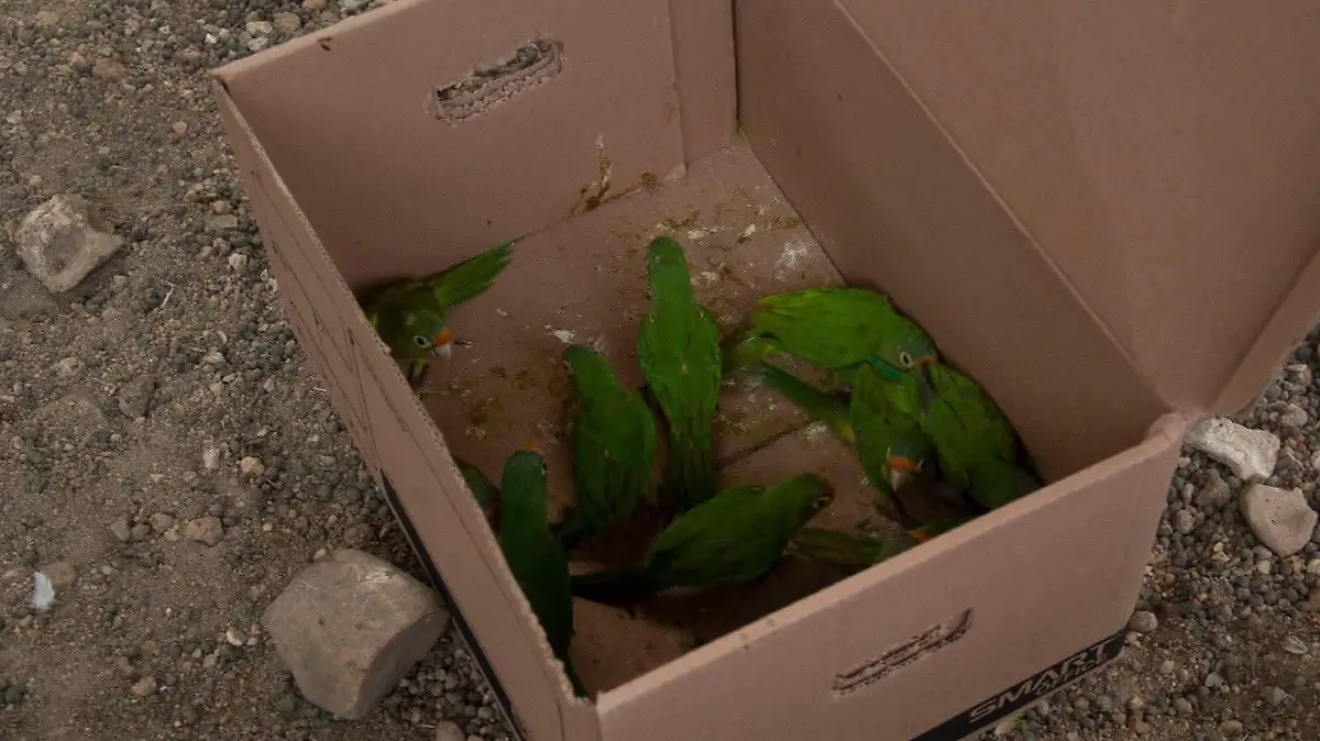 Decomiso de loros en Chiapas santuario Los Robles