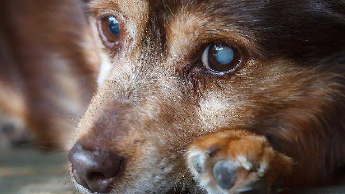 perrito