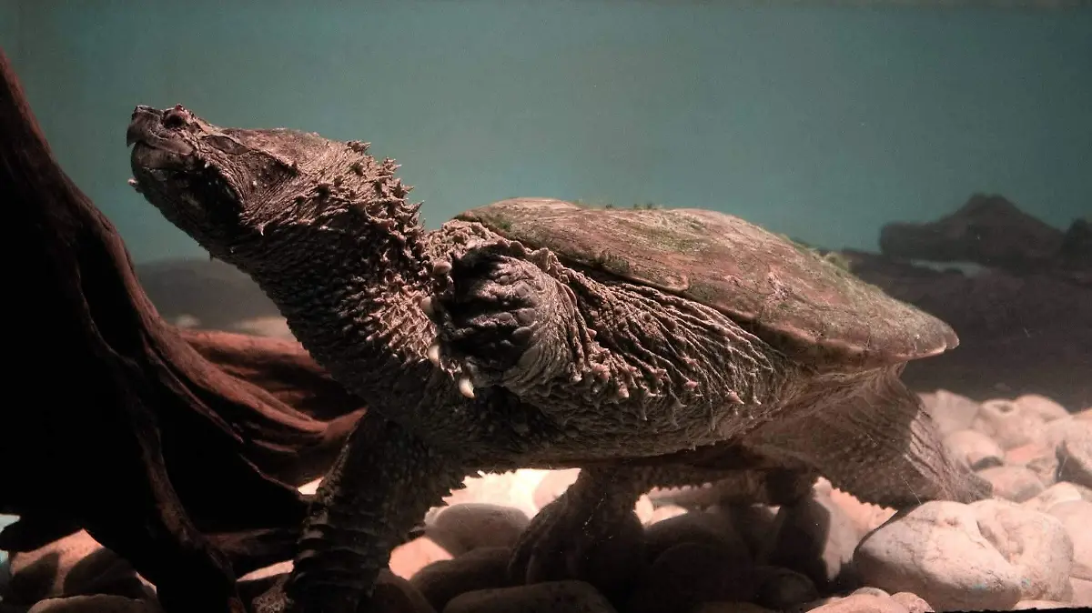 El chiquiguao tortuga prehistórica