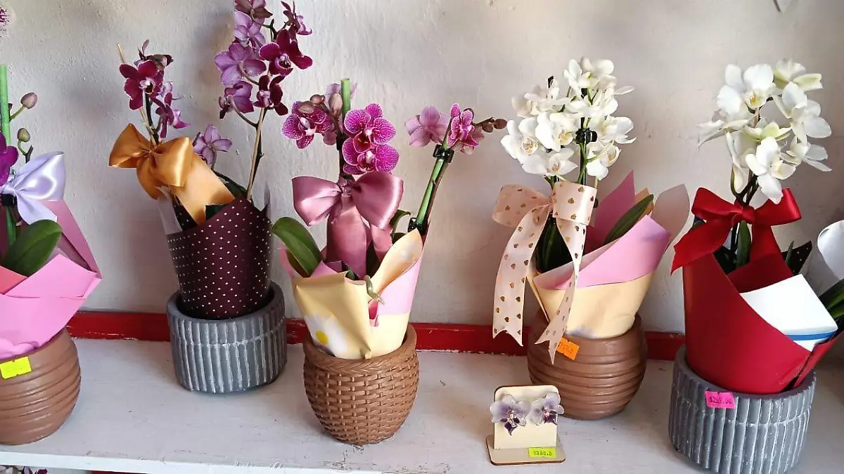 cuidado de orquideas.jpeg