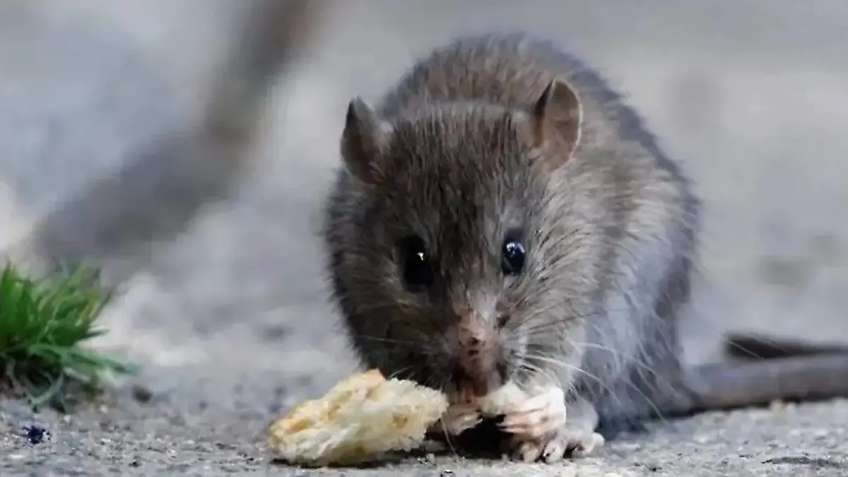 Refuerzan medidas epidemiológicas por hantavirus en Chiapas