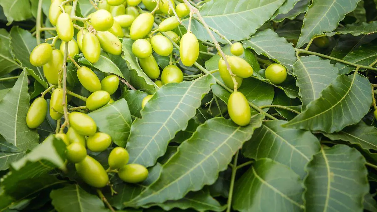margousier-neem-plante