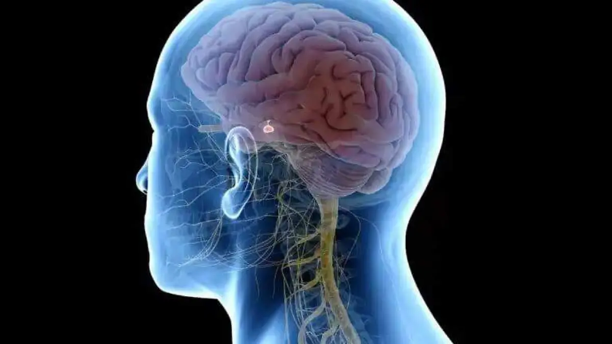 sistema-nervioso-humano-768x576.jpg-2