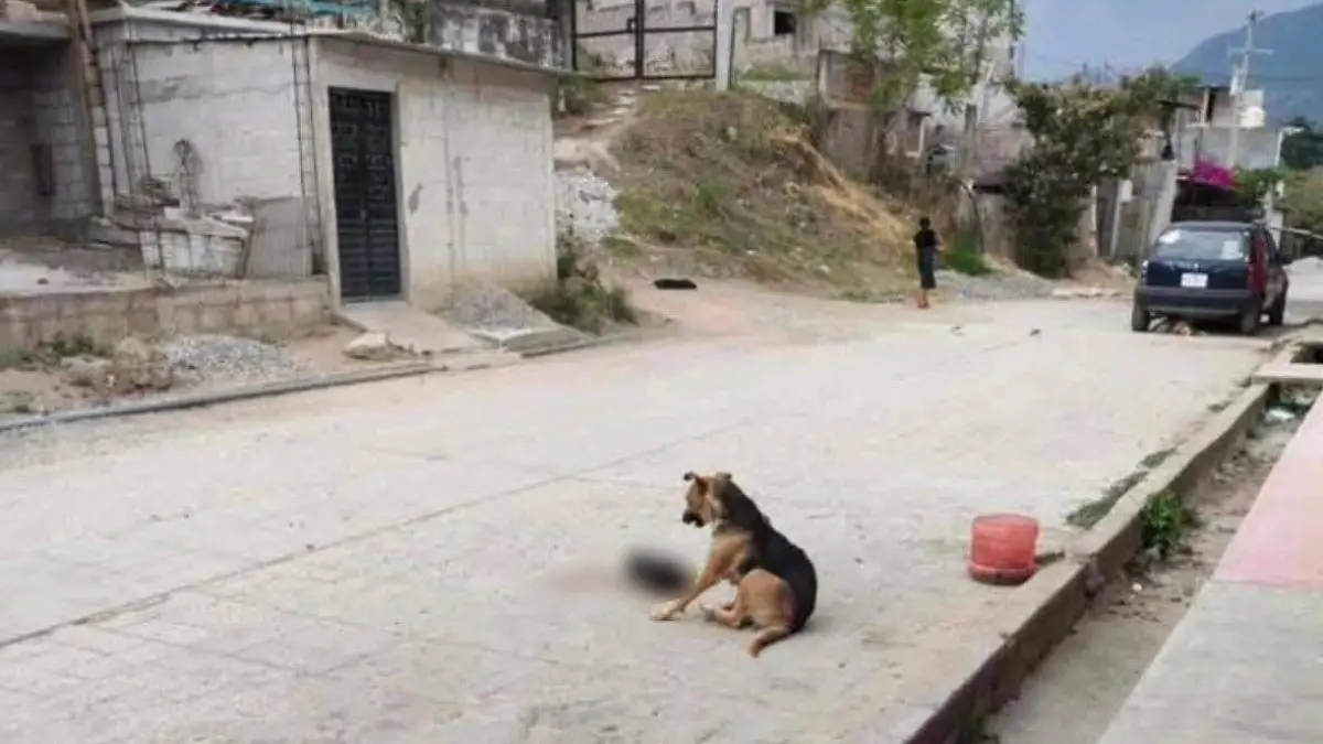 Perrito