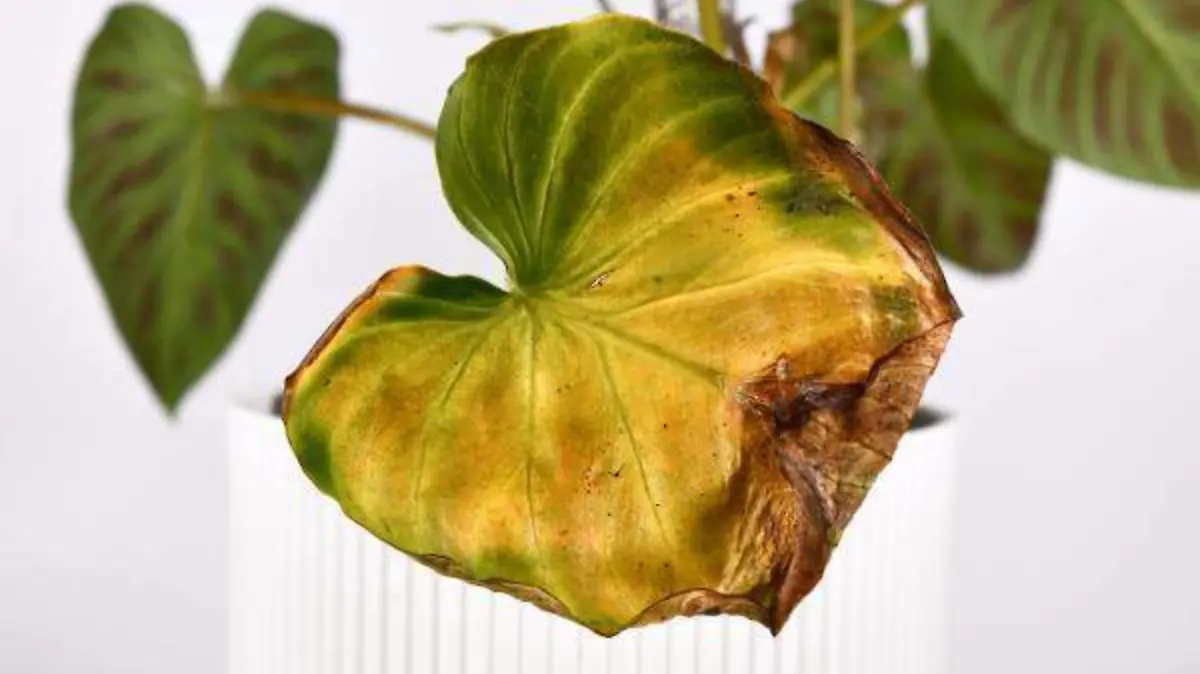 hojas_amarillas_en_las_plantas_por_que_y_soluciones_2444_600