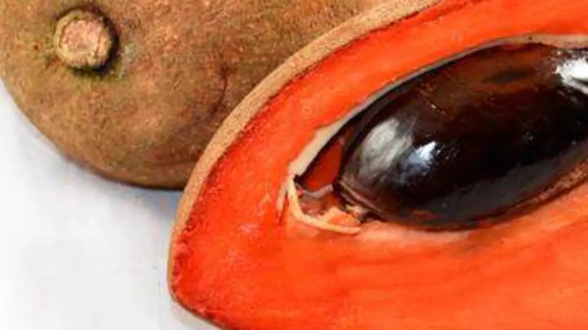 post_mamey
