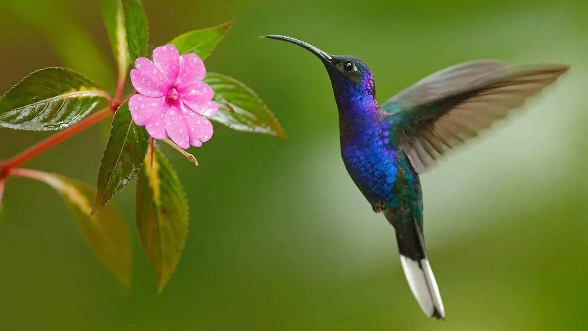 plantas-para-colibris