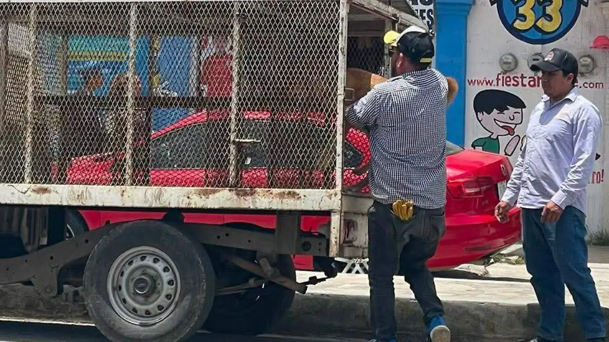 perrito rescatado