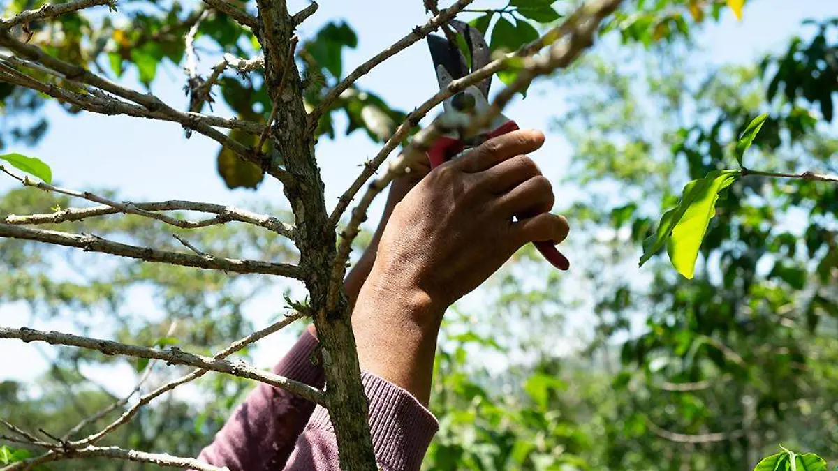 La cafeticultura en Siltepec resiste entre pérdidas, migración y abandono del campo
