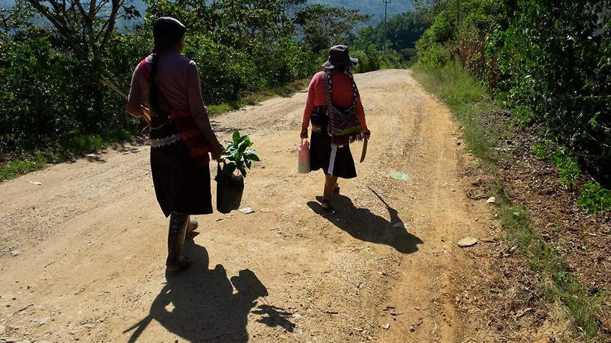 La cafeticultura en Siltepec resiste entre pérdidas, migración y abandono del campo