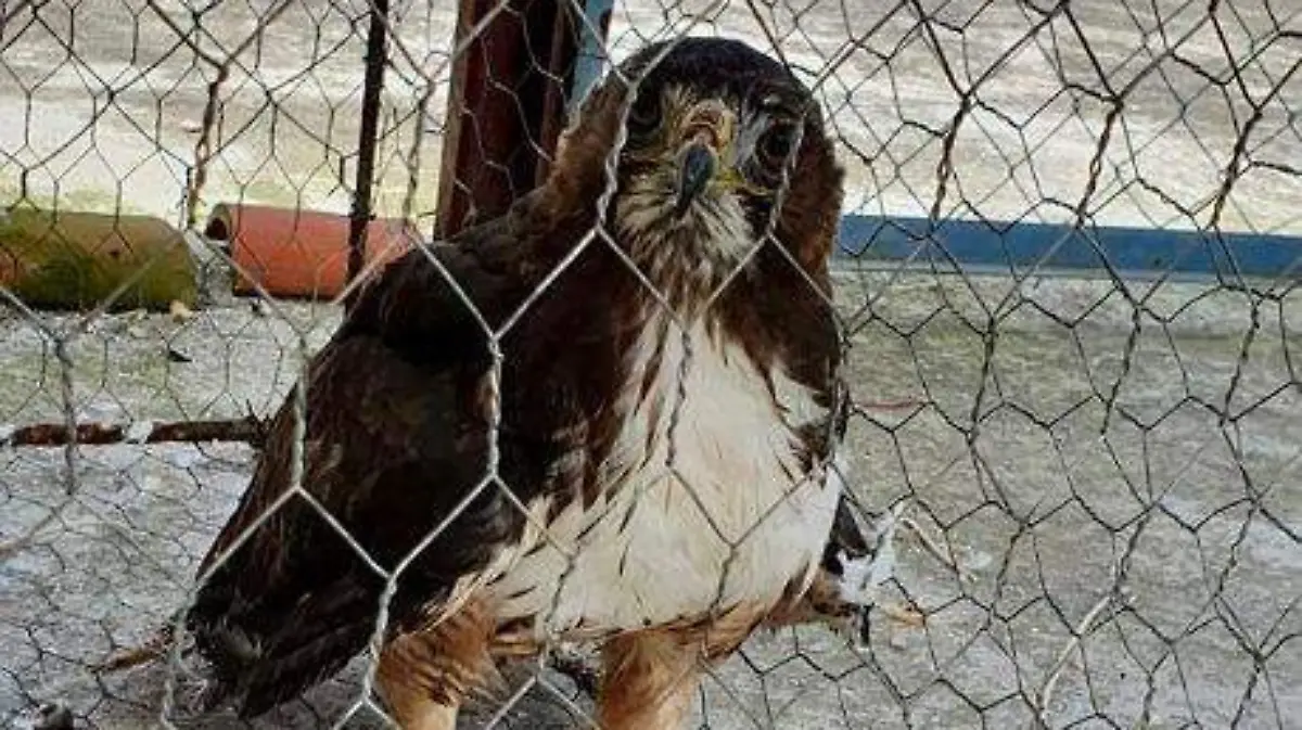 Animales exoticos