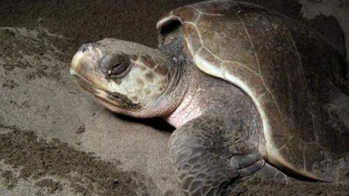 Tortugas 4