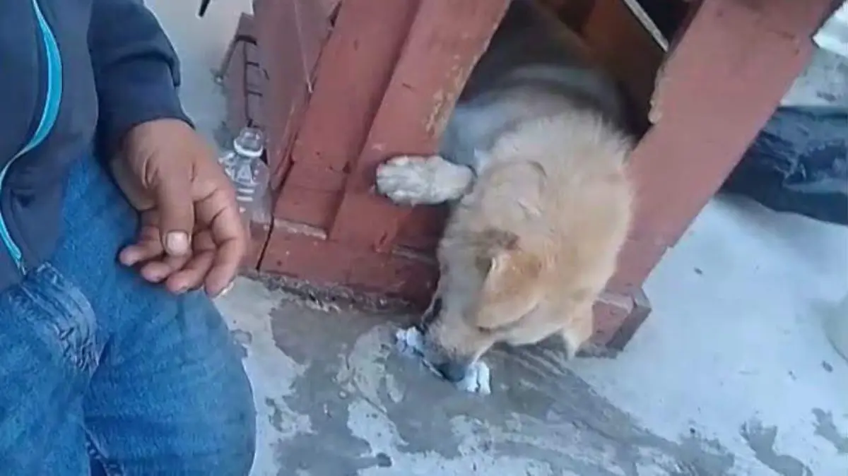 Perros envenenados 