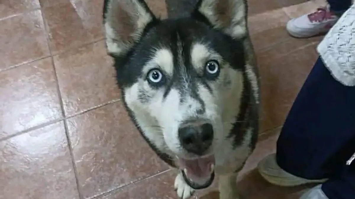 Perrito Husky 2